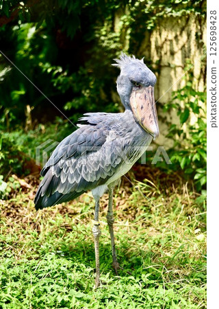Standing Shoebill Standing Shoebill 125698428