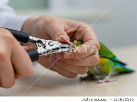 Veterinarian trimming a parrot's claws with specialized clippers, ensuring essential care and promoting health and hygiene for the pet 125698530