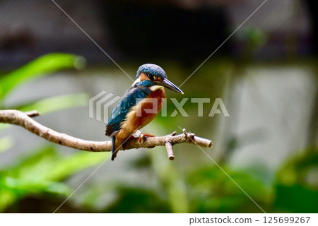 Kingfisher perching on a branch 125699267