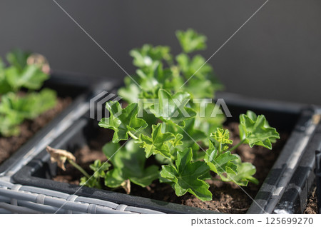 Pelargonium peltatum plant with glossy ivy-shaped leaves growing in a plastic container, balcony garden close-up, morning sunlight 125699270