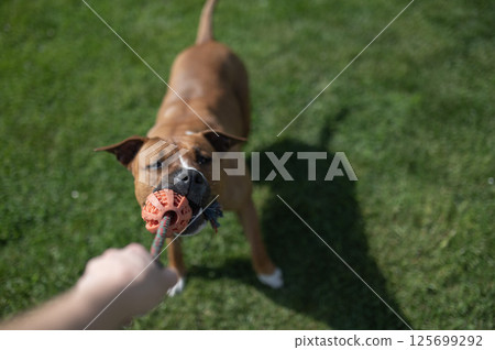 Dog playing tug-of-war with a toy on green grass, close-up interaction Dog playing tug-of-war with a toy on green grass, close-up interaction 125699292