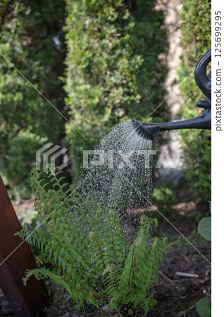 Gardener watering fern plant with watering can in lush garden 125699295