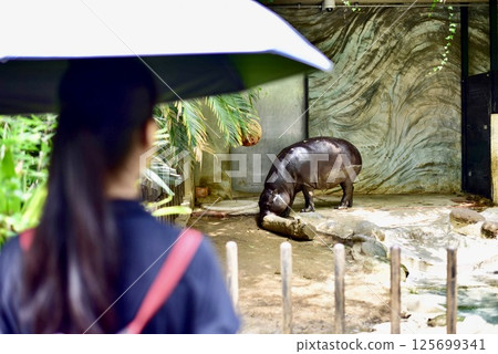Woman looking at hippopotamus Woman looking at hippopotamus 125699341