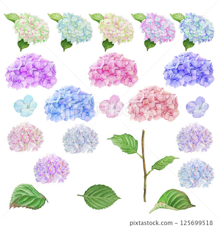 Set of hand painted watercolor elements with colorful flowers and petals, leaves and stem of hydrangea. Illustrations isolated on white background. Set of hand painted watercolor elements with colorful flowers and petals, leaves and stem of hydrangea. Illustrations isolated on white background. 125699518