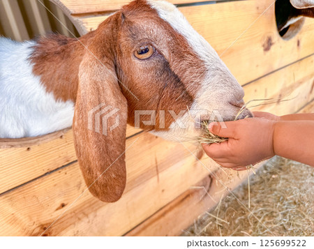 Dairy goats close-up, portrait of a goat with big ear ready for feeding Dairy goats close-up, portrait of a goat with big ear ready for feeding 125699522