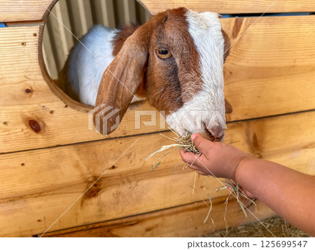 Dairy goats close-up, portrait of a goat with big ear ready for feeding 125699547