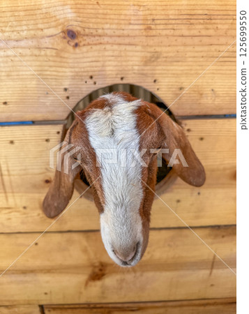Dairy goats close-up, portrait of a goat with big ear ready for feeding 125699550