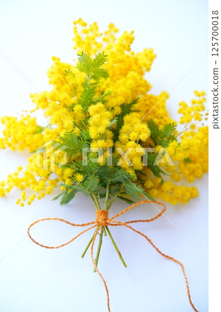Beautiful mimosa bouquet Beautiful mimosa bouquet 125700018