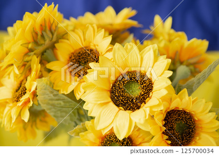 Sunflowers close-up are a symbol of the country. on the background of the flag of Ukraine. Sunflowers close-up are a symbol of the country. on the background of the flag of Ukraine. 125700034