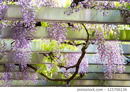 Wisteria trellis Wisteria trellis 125700136