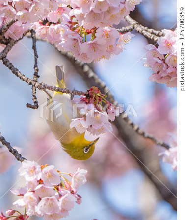[Ryogokubashi East Park] Cherry blossoms and Japanese white-eye [Kanzakura] 125700359