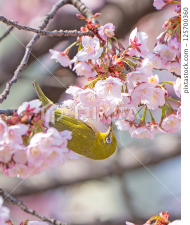[兩國橋東公園] 櫻花與繡眼鳥 [寒櫻] 125700360