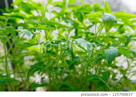 Young green tomato seedlings at home on the window. 125700637