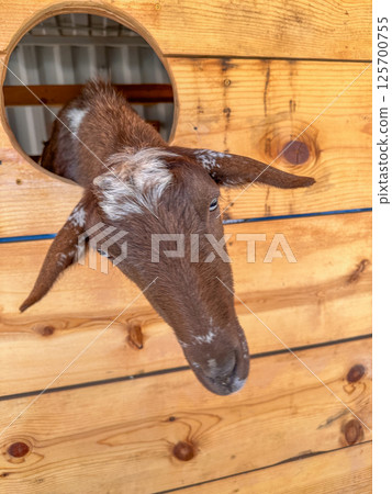 Dairy goats close-up, portrait of a goat with big ear ready for feeding 125700755