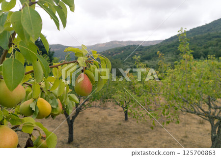 Ripe Pears on Orchard Tree Branch with Mountain View Ripe Pears on Orchard Tree Branch with Mountain View 125700863