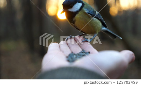 Small titmouse eating meal from arm of young girl against sunset at background. Little tomtit pecking food from a female hand at autumn. Woman feeding cute tit bird to sunflower seeds in forest 125702459