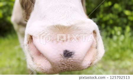 Close up to nose of cute cow pasturing at lawn. Kine chewing fresh grass outdoor. Beautiful friendly animal grazing on meadow at summer day. Concept of livestock husbandry 125702513
