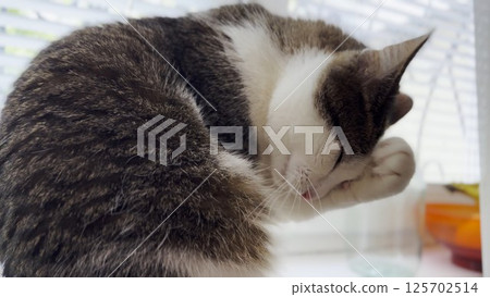 Beautiful domestic cat licking her paw by tongue and washing face indoor. Cute kitten grooming herself at home. Concept of adorable domestic animal 125702514