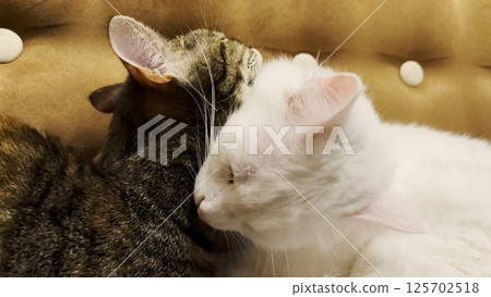 Beautiful domestic cats licking each other with tongues at home. Cute kittens taking care of fur each other at home. Family couple feline resting together. Concept of adorable animals. Close up 125702518