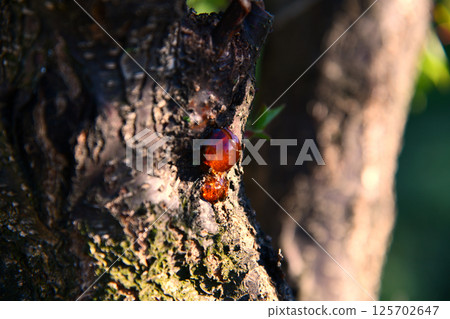 Close up on tree resin on bark in focus Close up on tree resin on bark in focus 125702647