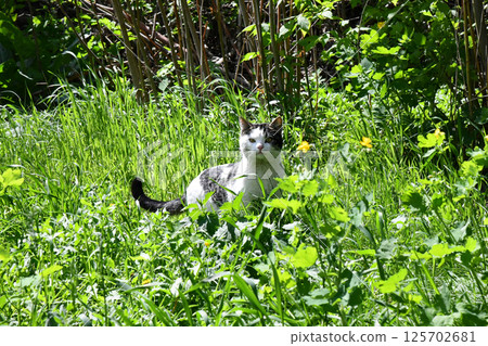 Contented ginger cat licks. Hungry cat on white background for 125702681