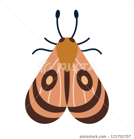 Nocturnal moth with circular eye spots. Brown elegant night insect. Modern vector illustration isolated on white background, hand drawn, flat design Nocturnal moth with circular eye spots. Brown elegant night insect. Modern vector illustration isolated on white background, hand drawn, flat design 125702707
