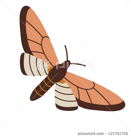 Nocturnal moth, Hawkmoth. Brown elegant night insect. Modern vector illustration isolated on white background, hand drawn, flat design 125702708