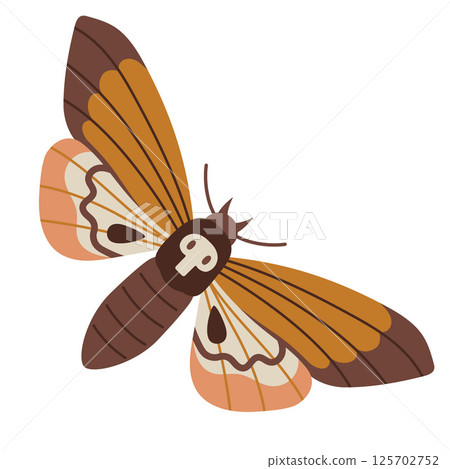 Deaths head Hawk moth, Acherontia atropos with skull pattern on thorax. Night insect, Nocturnal butterfly. Modern vector illustration isolated on white background, hand drawn, flat design Deaths head Hawk moth, Acherontia atropos with skull pattern on thorax. Night insect, Nocturnal butterfly. Modern vector illustration isolated on white background, hand drawn, flat design 125702752