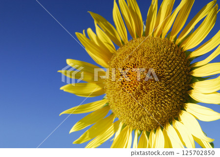Honeybee and sunflower Honeybee and sunflower 125702850