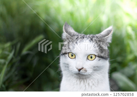 Photo of a beautiful domestic cat in a plant environment Photo of a beautiful domestic cat in a plant environment 125702858