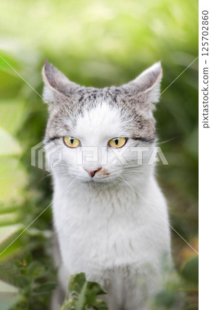 Photo of a beautiful domestic cat in a plant environment Photo of a beautiful domestic cat in a plant environment 125702860