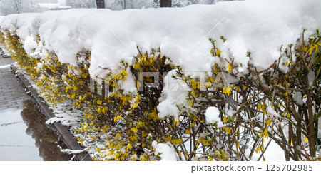 Unseasonable snowfall blankets spring flowers amid climate change concerns 125702985