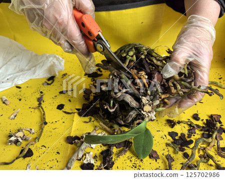 Pruning and repotting an orchid plant for better growth and vitality 125702986
