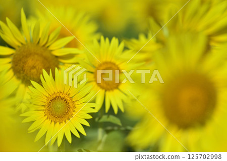 Speaking of summer sunflower Speaking of summer sunflower 125702998