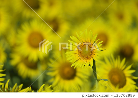 說到夏天的向日葵 125702999