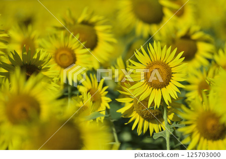 Speaking of summer sunflower Speaking of summer sunflower 125703000