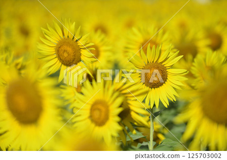 Speaking of summer sunflower Speaking of summer sunflower 125703002