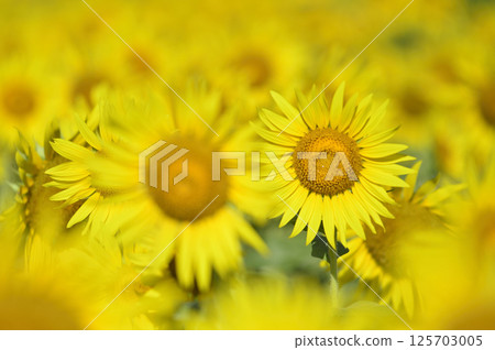 Speaking of summer sunflower 125703005