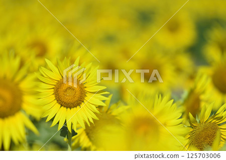 說到夏天的向日葵 說到夏天的向日葵 125703006
