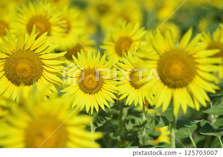 說到夏天的向日葵 125703007