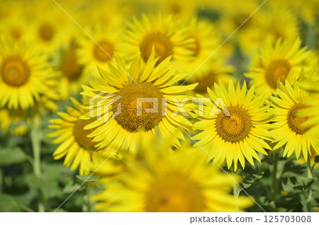 說到夏天的向日葵 125703008