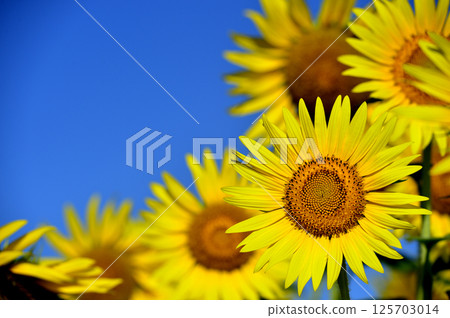 Speaking of summer sunflower Speaking of summer sunflower 125703014