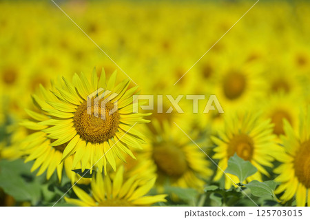 Speaking of summer sunflower 125703015