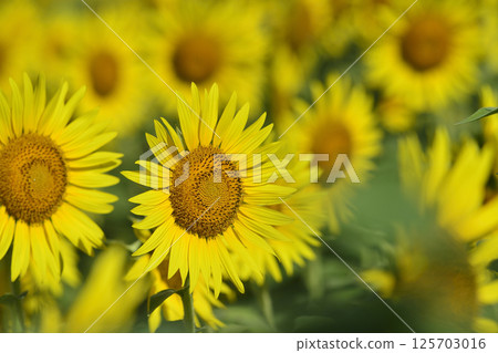 Speaking of summer sunflower Speaking of summer sunflower 125703016