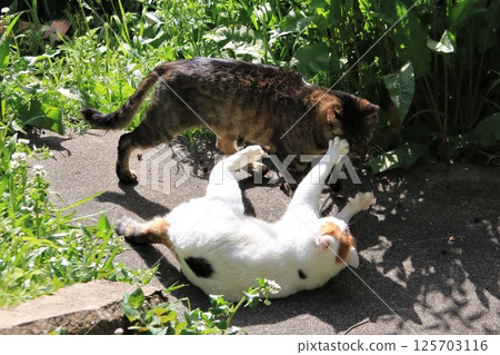 A mixed breed cat lies down and reaches out to a brown tabby cat trying to pass by. A mixed breed cat lies down and reaches out to a brown tabby cat trying to pass by. 125703116