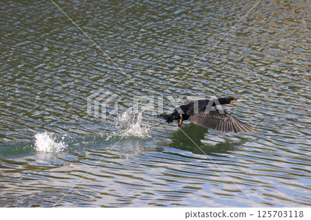 The moment a cormorant runs across the water and takes off The moment a cormorant runs across the water and takes off 125703118