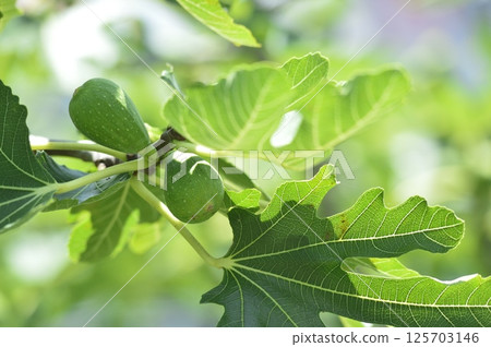 A fig I saw in my neighborhood A fig I saw in my neighborhood 125703146