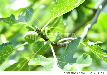 我在附近看到的無花果 我在附近看到的無花果 125703151