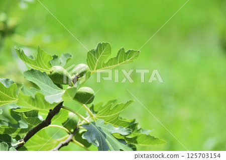 我在附近看到的無花果 我在附近看到的無花果 125703154
