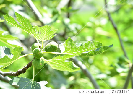 A fig I saw in my neighborhood 125703155